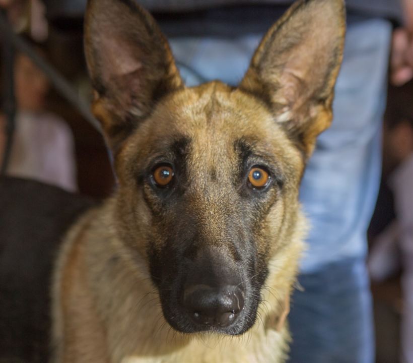 Shepherd: The Story of a Jewish Dog : Foto