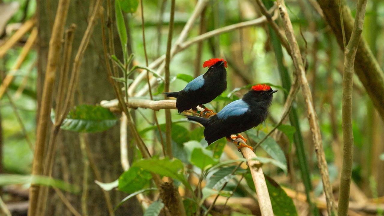 Bailando con los pájaros : Foto