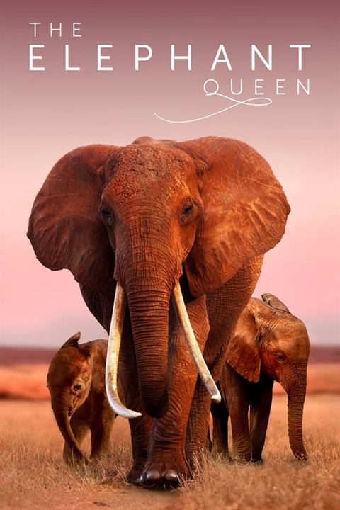 The Elephant Queen : Cartel