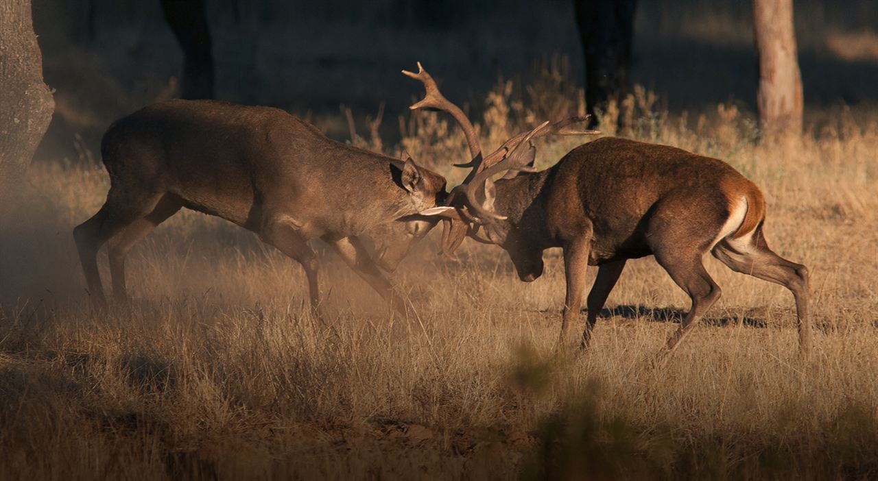 Dehesa, el escondite del lince : Foto