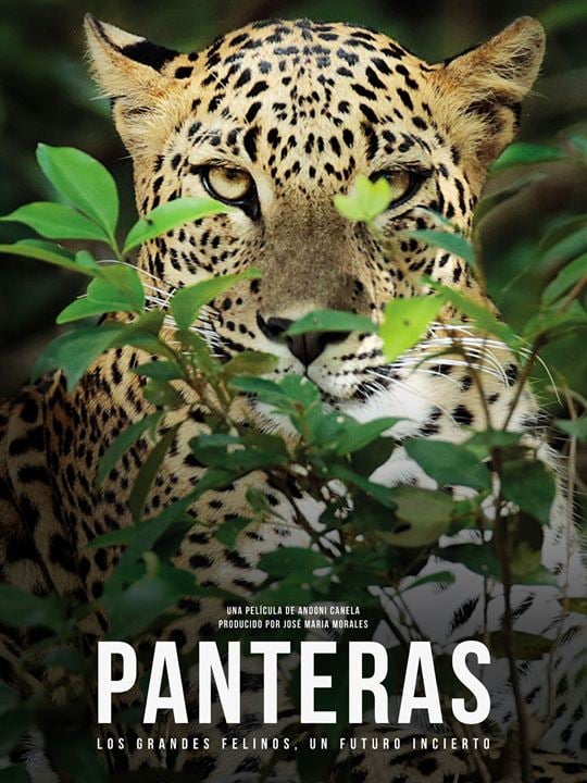 Panteras : Cartel