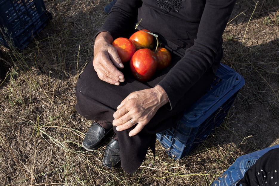 Los tomates escuchan a Wagner : Foto