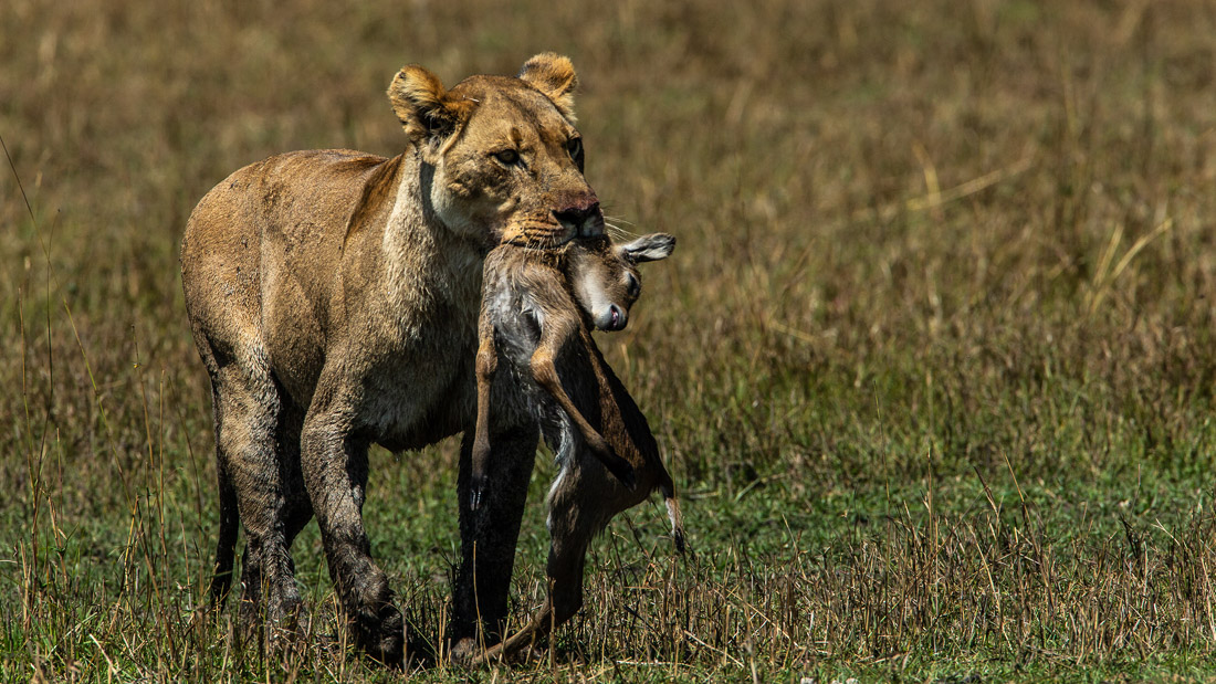 Okavango: River Of Dreams : Foto