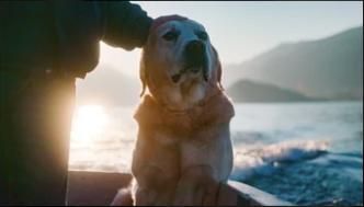 Amigos caninos : Cartel