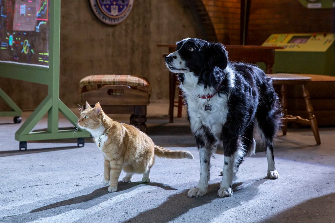 Como perros y gatos: La patrulla unida : Foto