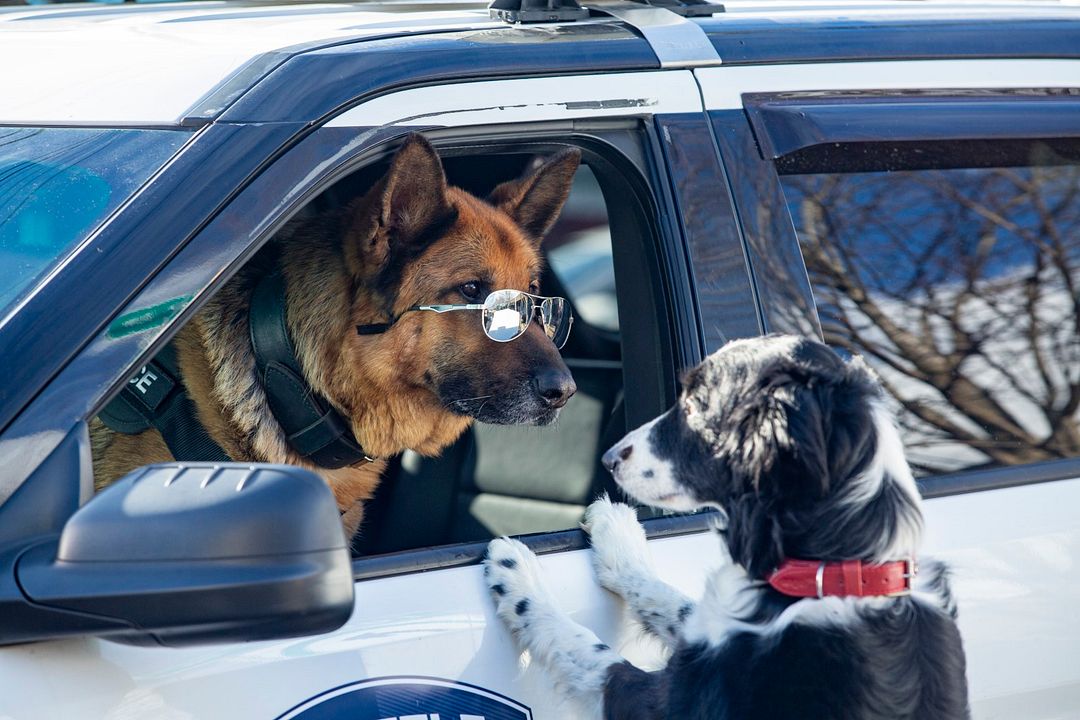 Como perros y gatos: La patrulla unida : Foto