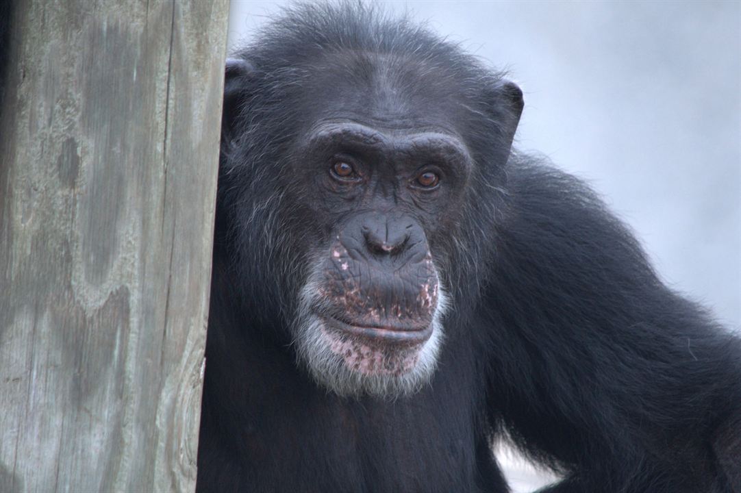 Santuario de chimpancés : Foto