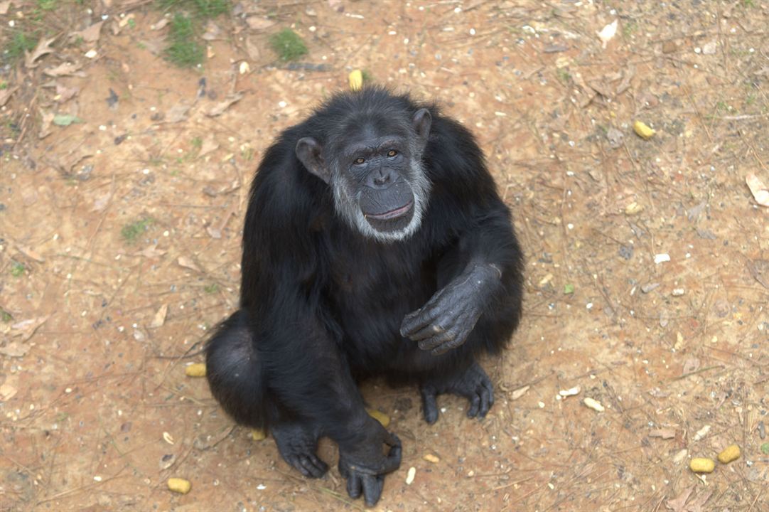 Santuario de chimpancés : Foto