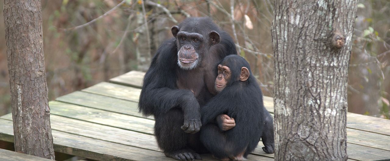 Santuario de chimpancés : Cartel