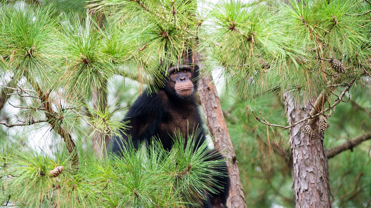 Santuario de chimpancés : Foto