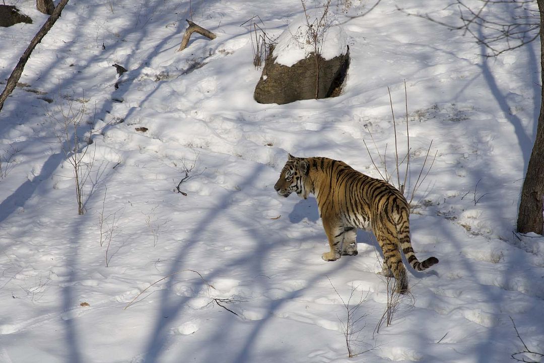 Winter's Hidden Wonders : Foto