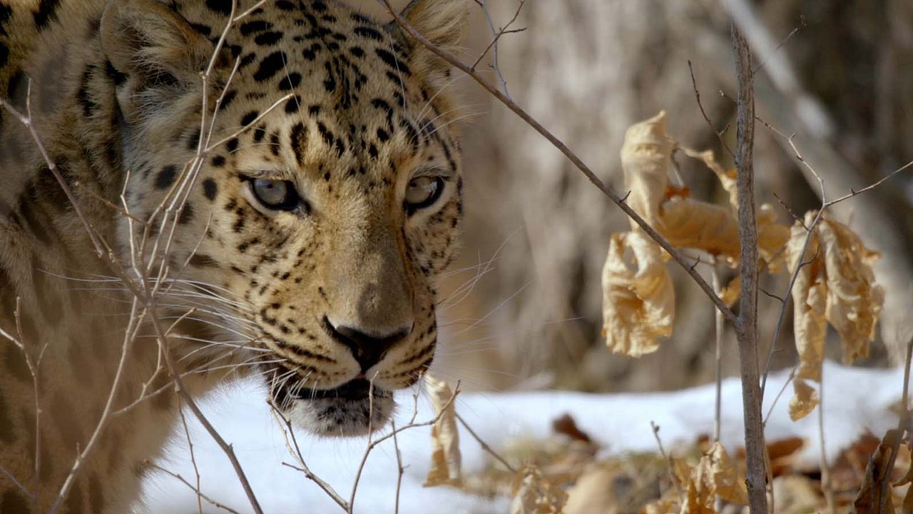 Winter's Hidden Wonders : Foto