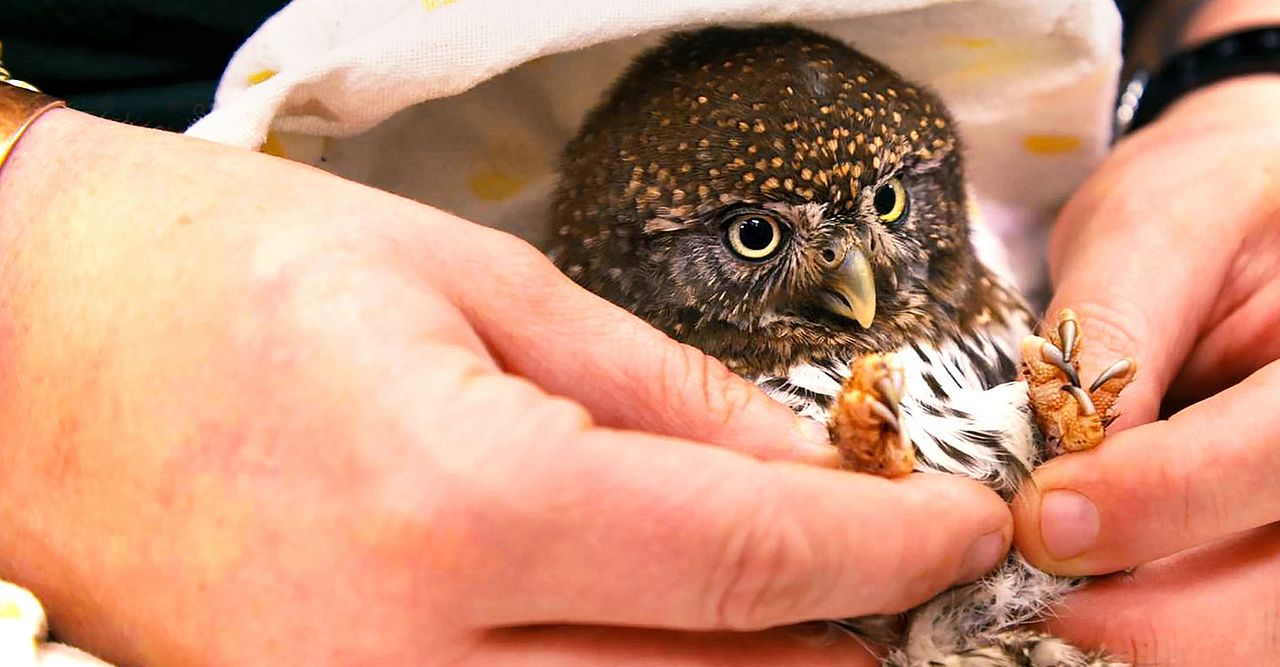 Héroes de Alaska : Foto