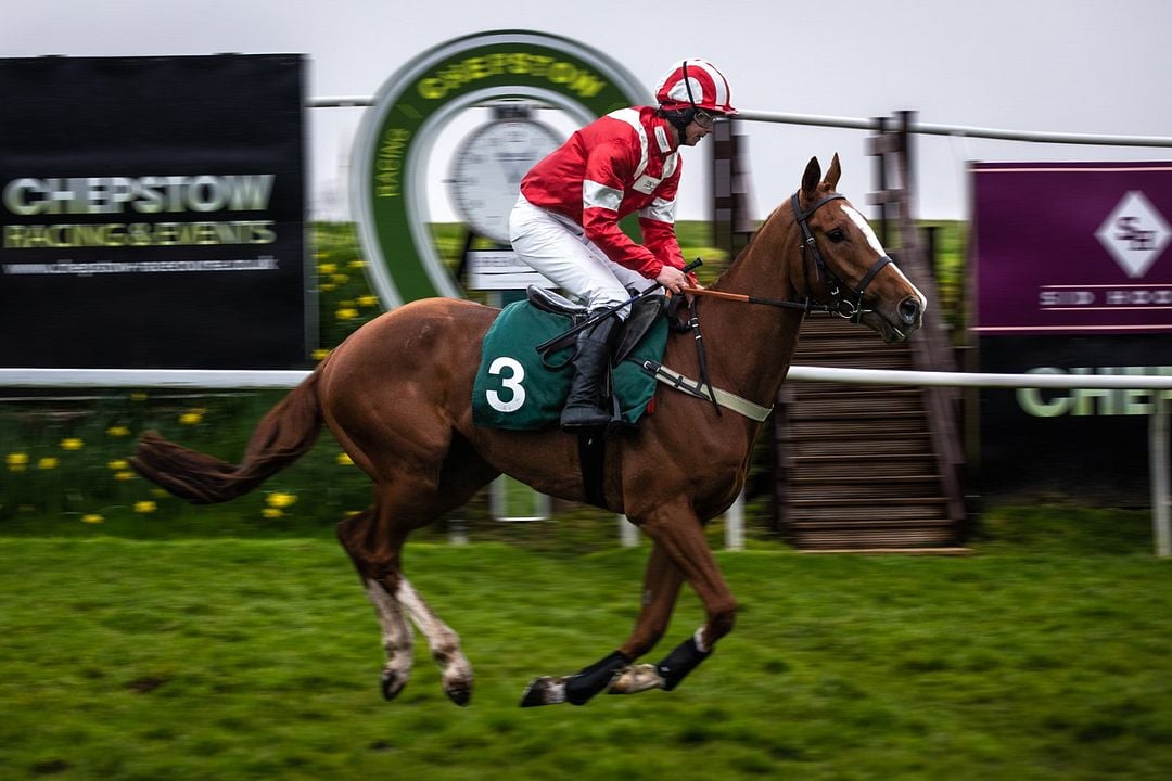 Caballo soñador : Foto