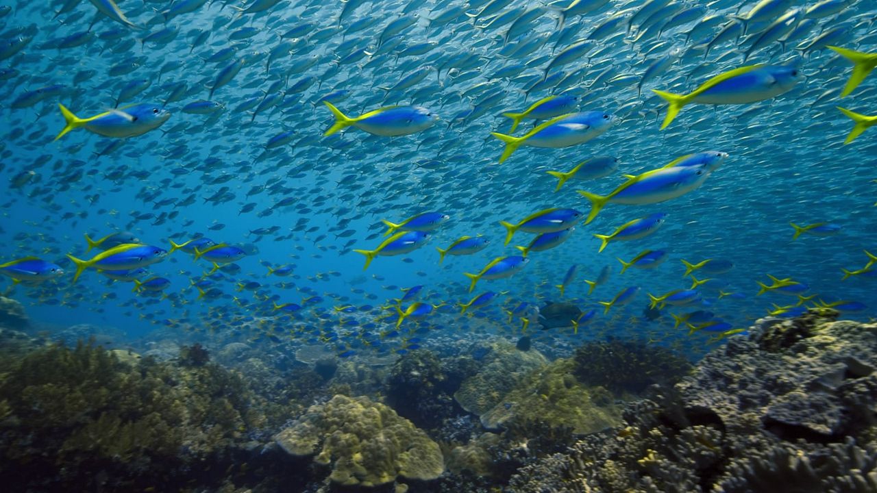 Los límites de nuestro planeta: Una mirada científica : Foto