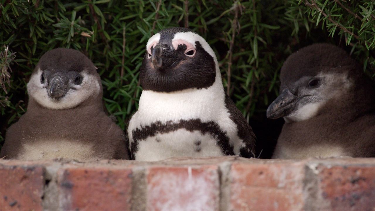 Colonia Pingüino : Foto