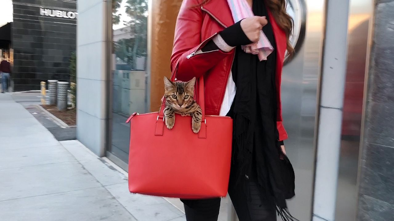 Locos por los gatos : Foto