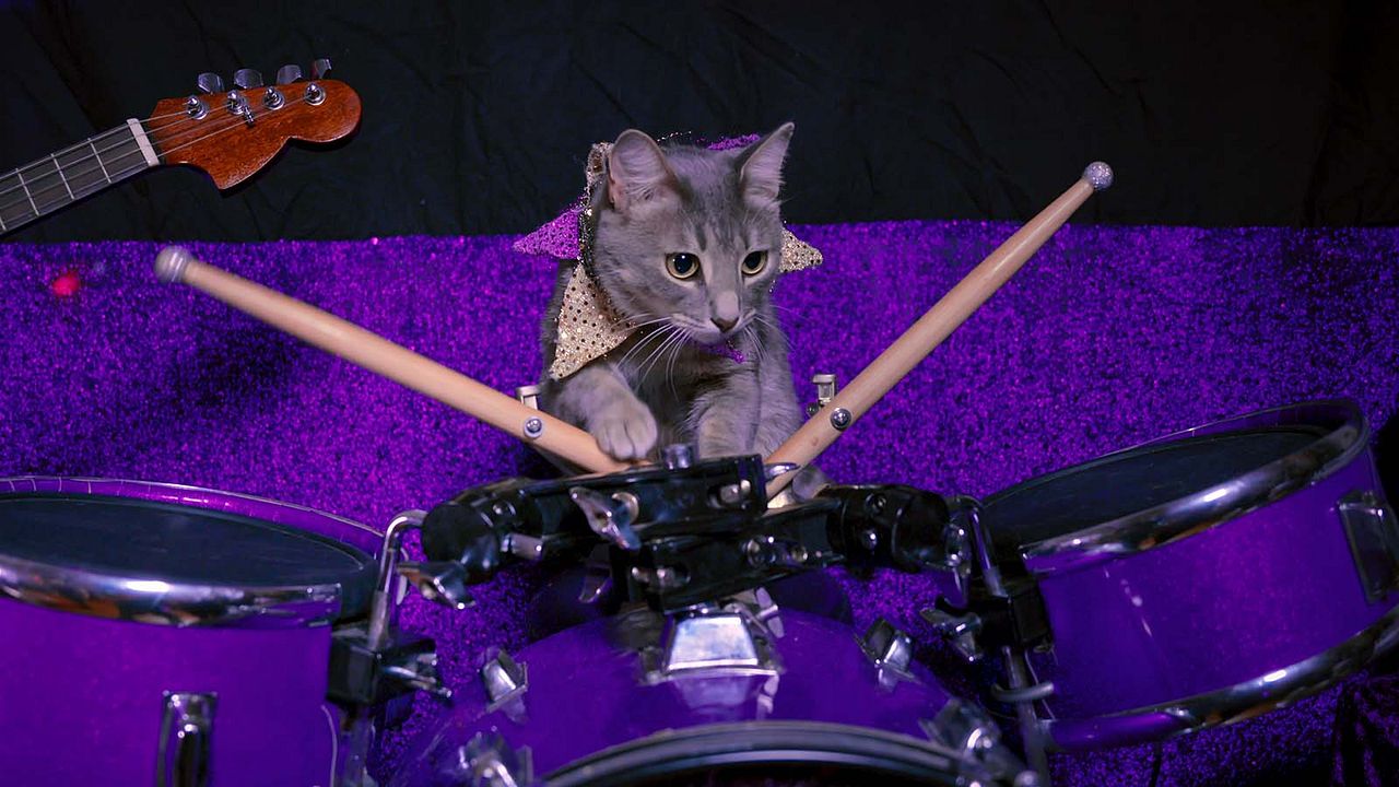 Locos por los gatos : Foto