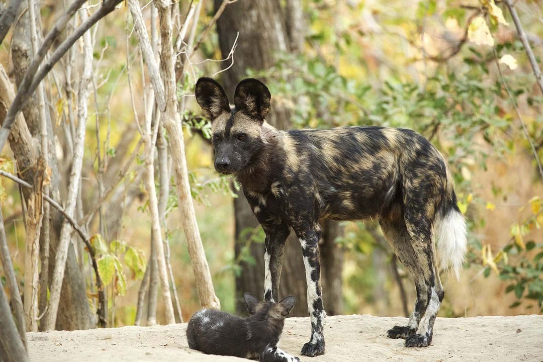 Crecer como animal : Foto