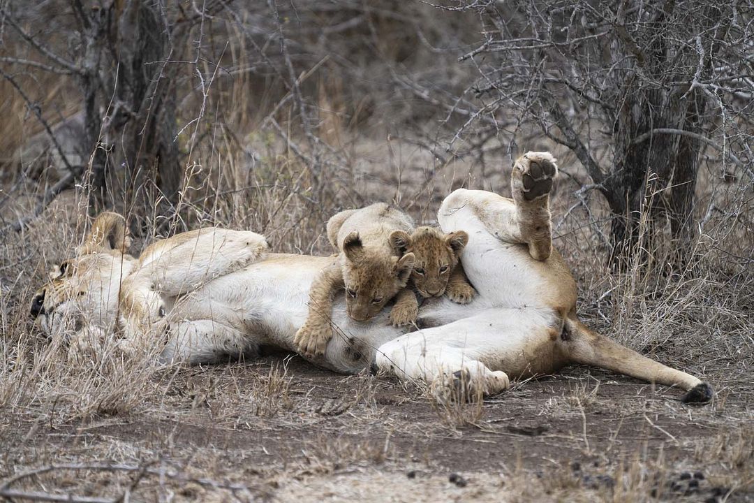 Crecer como animal : Foto