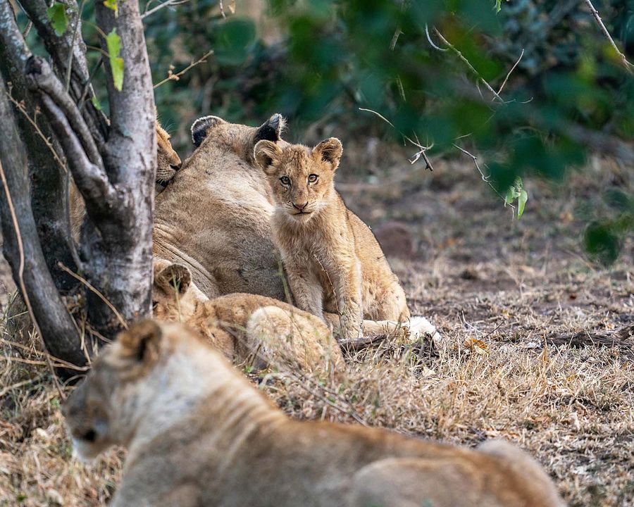 Crecer como animal : Foto