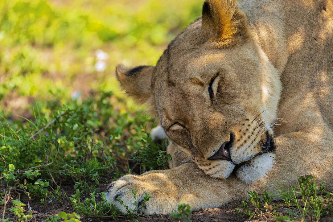 Crecer como animal : Foto