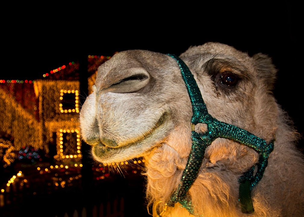 Pelea antes de Navidad : Foto