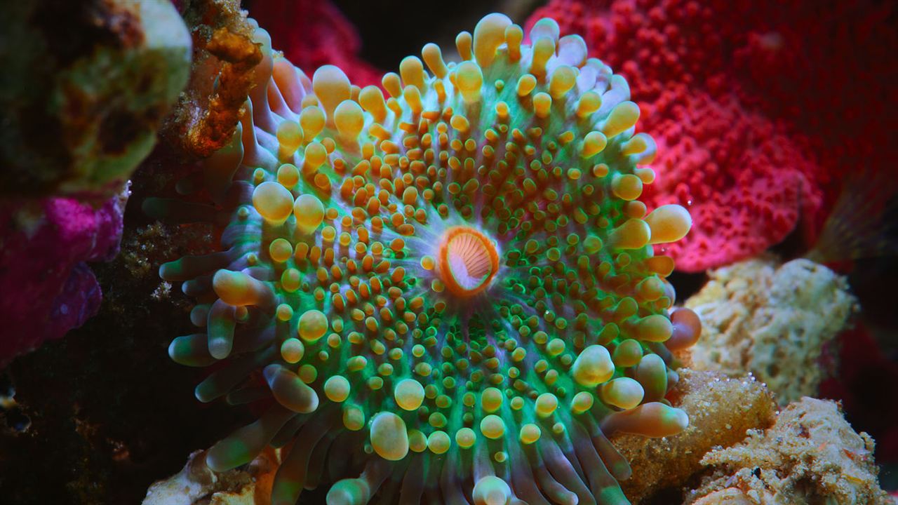 Globo y las maravillas del arrecife : Foto