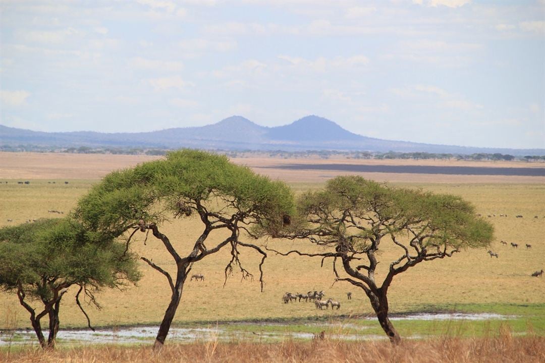 African Safari 3D : Foto