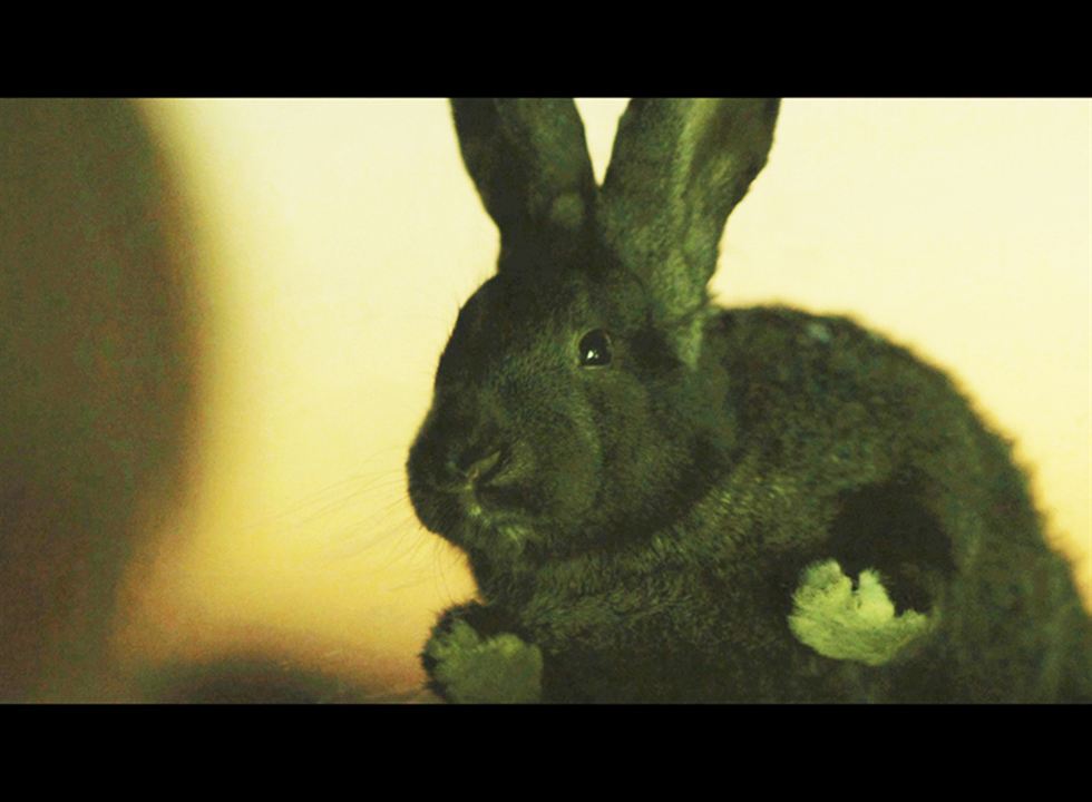 Mujer conejo : Foto