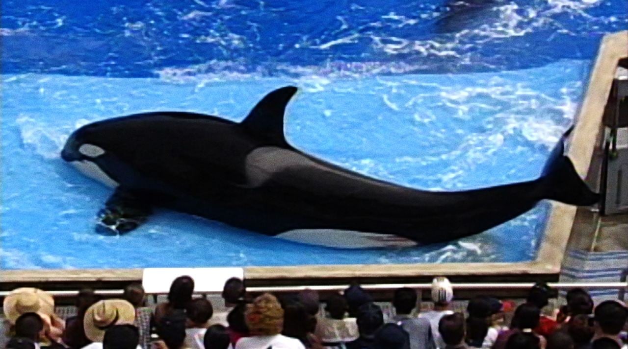 Blackfish : Foto