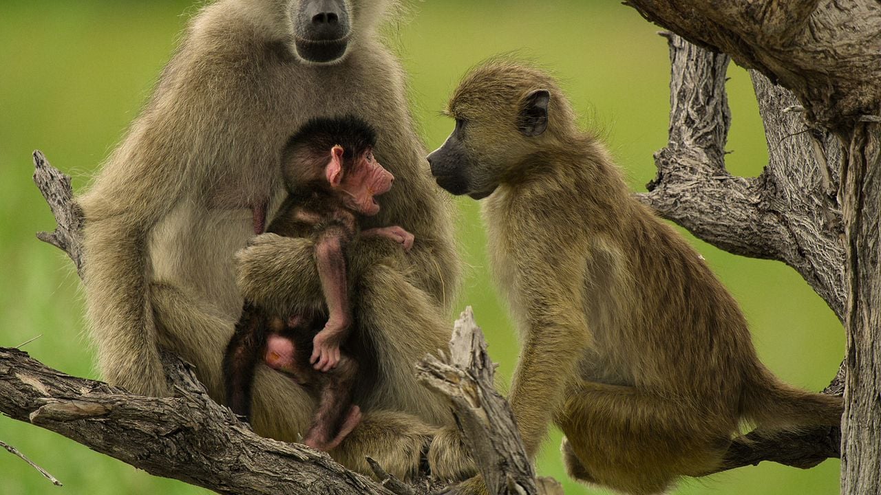 El paraíso que sobrevive: un legado familiar : Foto