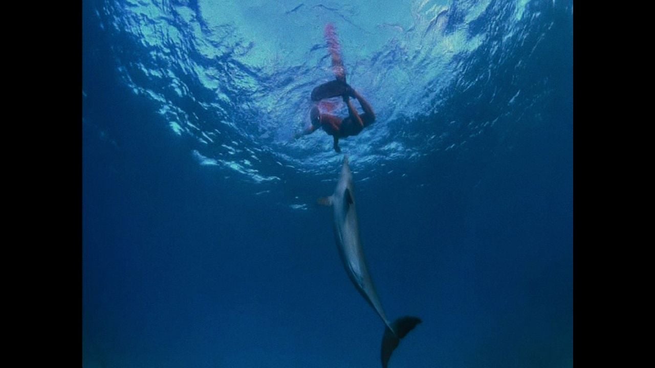 ¿Qué le pasó al rey de los delfines? : Foto