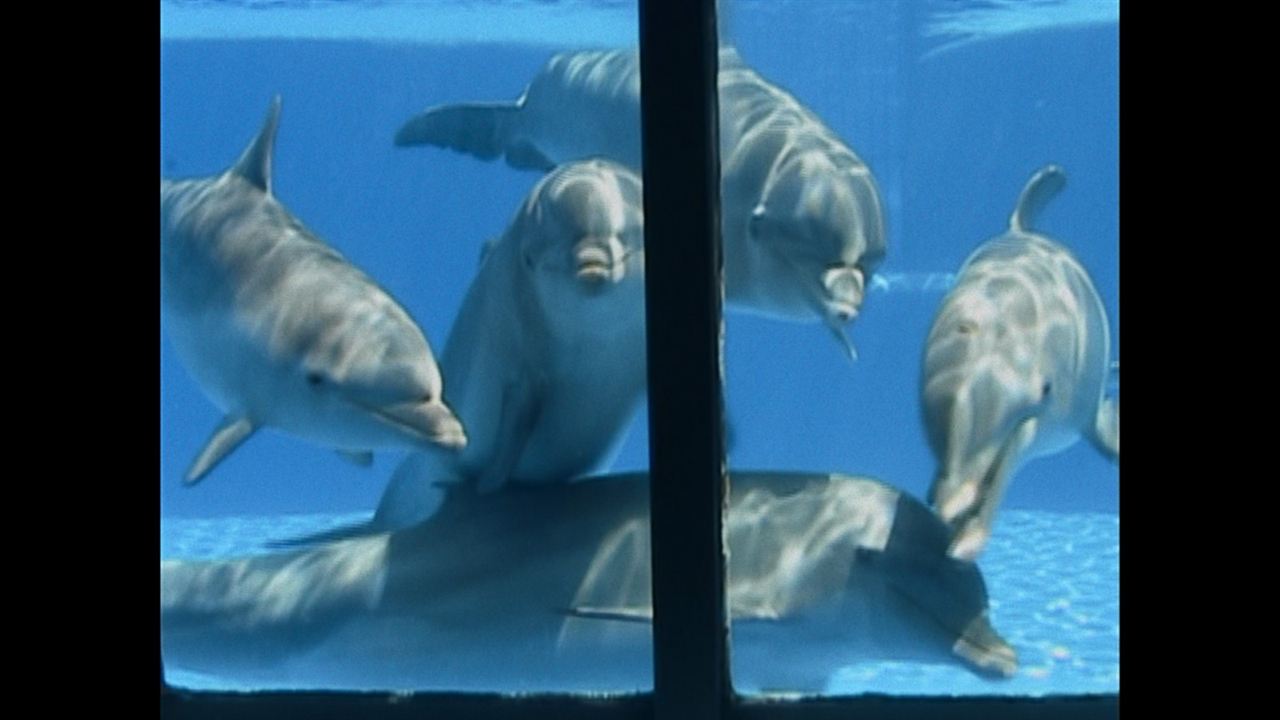¿Qué le pasó al rey de los delfines? : Foto