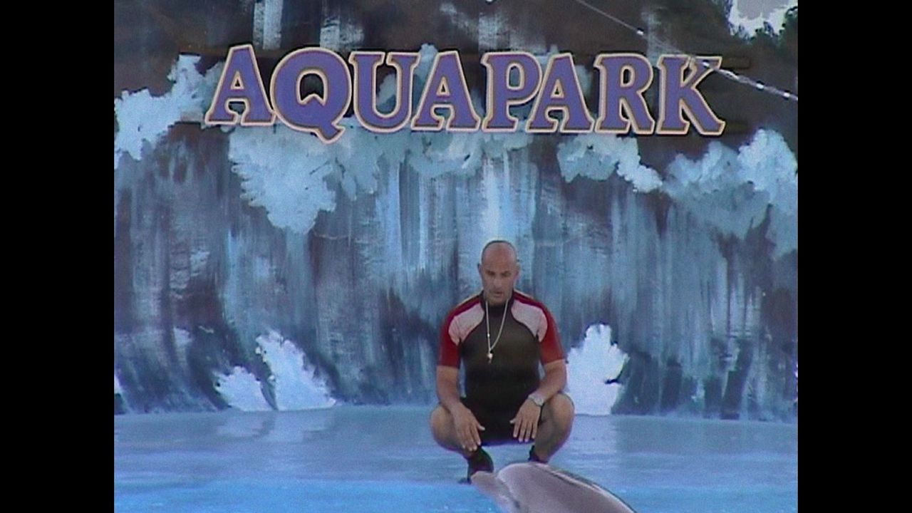 ¿Qué le pasó al rey de los delfines? : Foto