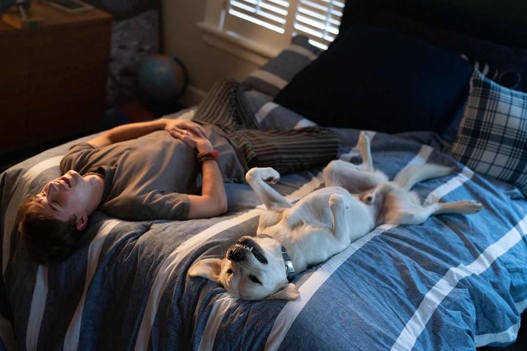 Perro perdido : Foto John Berchtold