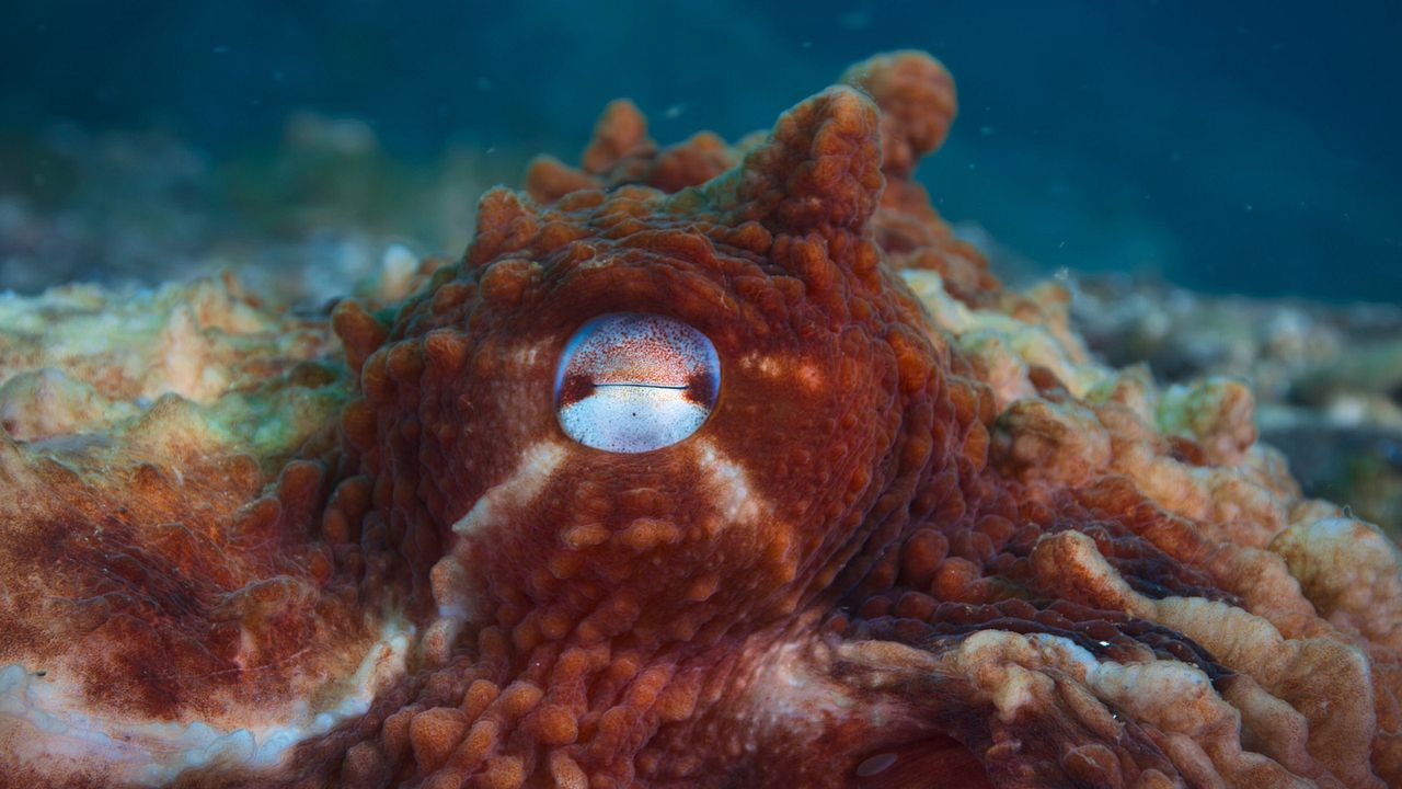 Animales a lo grande : Foto