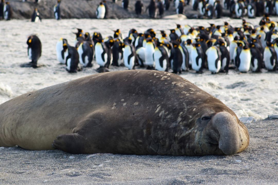 Animales a lo grande : Foto