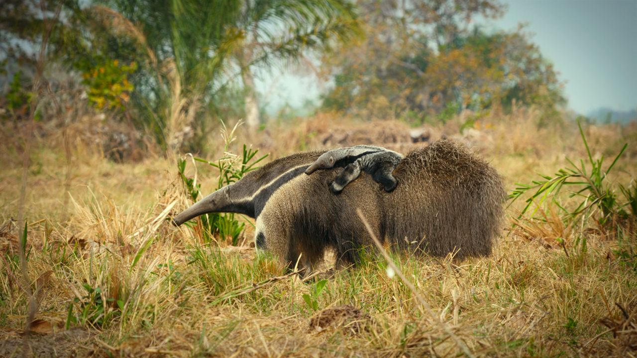 Animales a lo grande : Foto