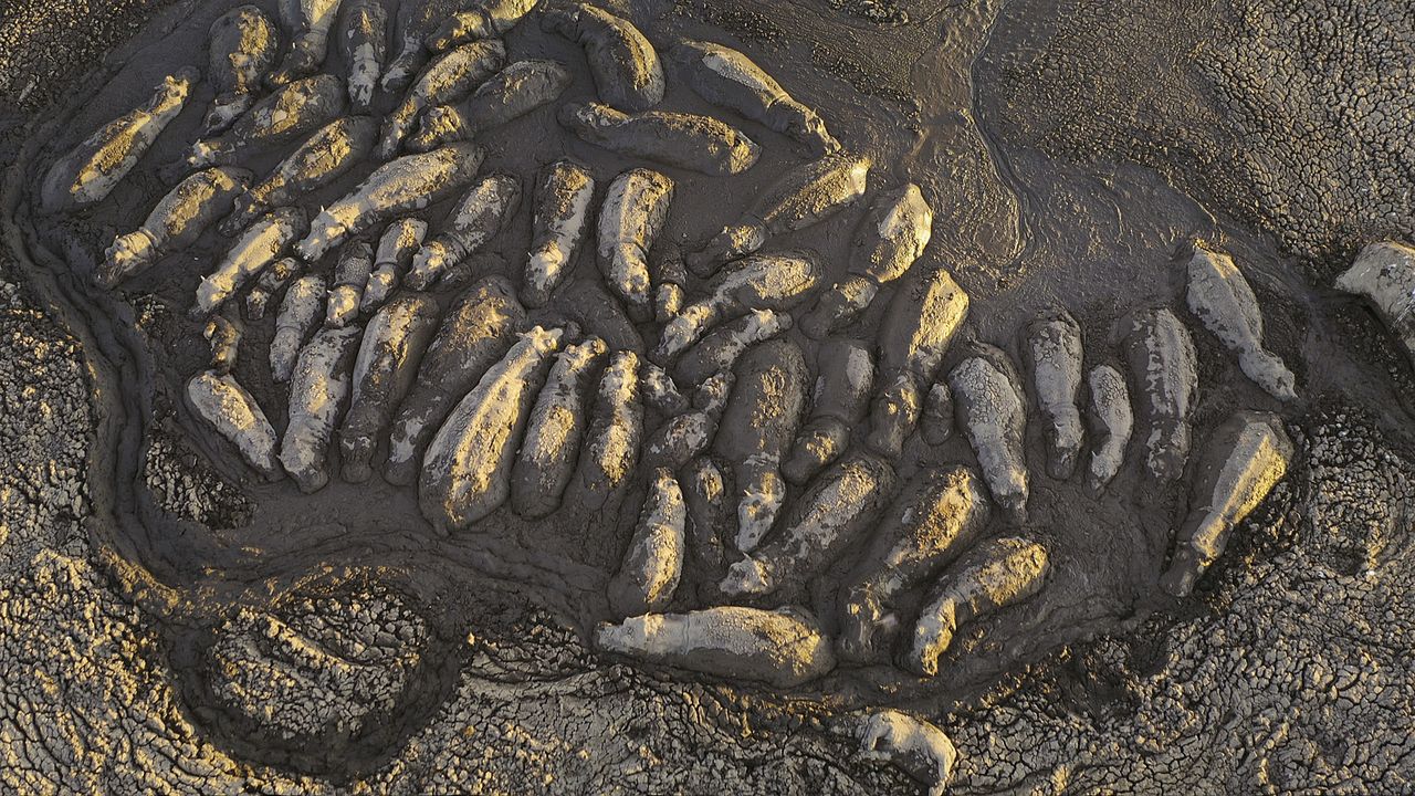 Animales a lo grande : Foto