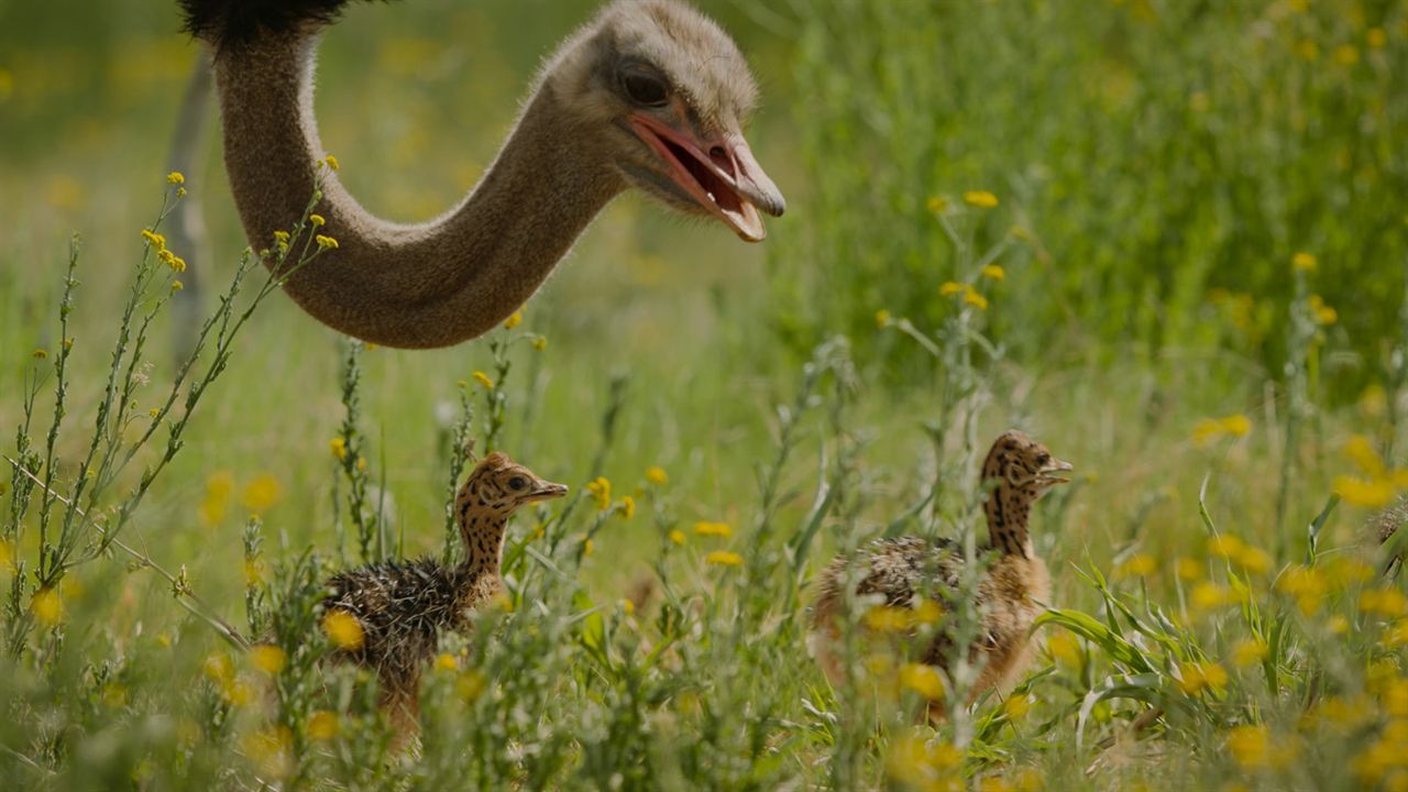 Animales a lo grande : Foto