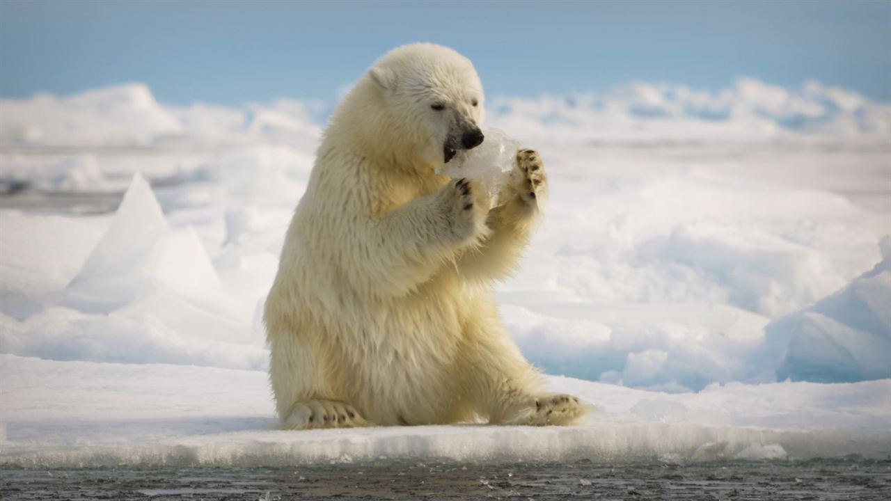 Animales a lo grande : Foto