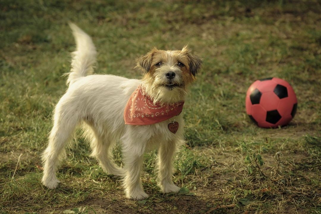 Foto De La Película Lassie Una Nueva Aventura Foto 27 Por Un Total