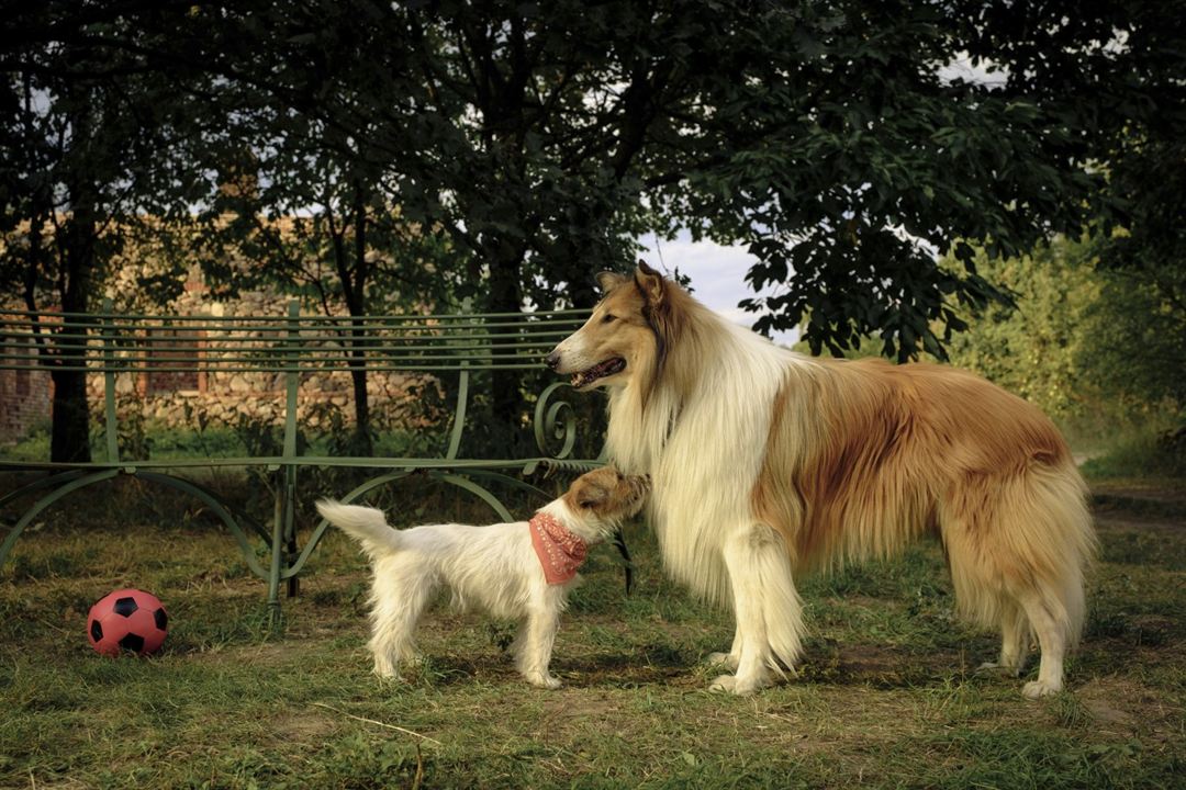 Lassie (Una nueva aventura) : Foto