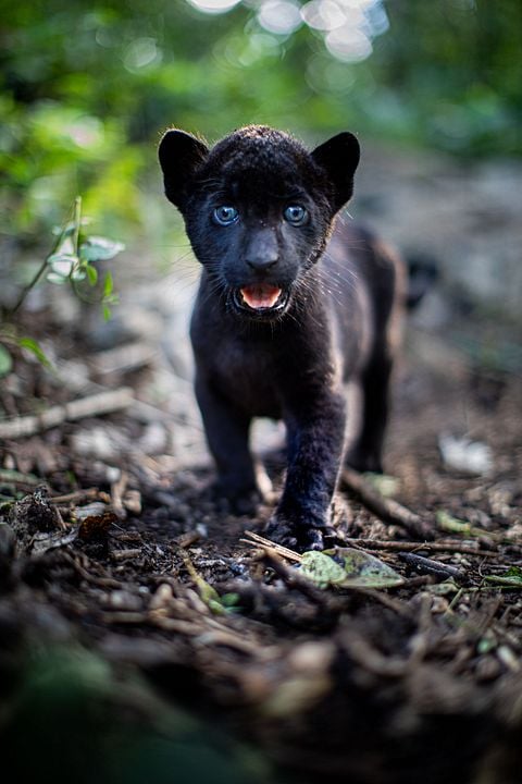 Emma y el jaguar negro : Foto