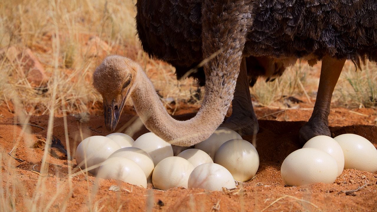 Sonidos terrestres : Foto