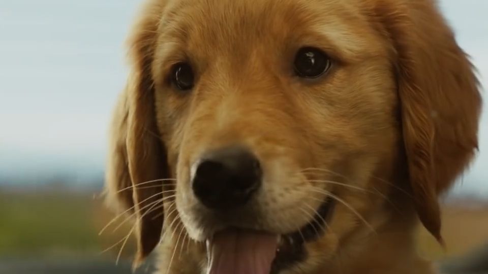 Tráiler de la película El arte de vivir bajo la