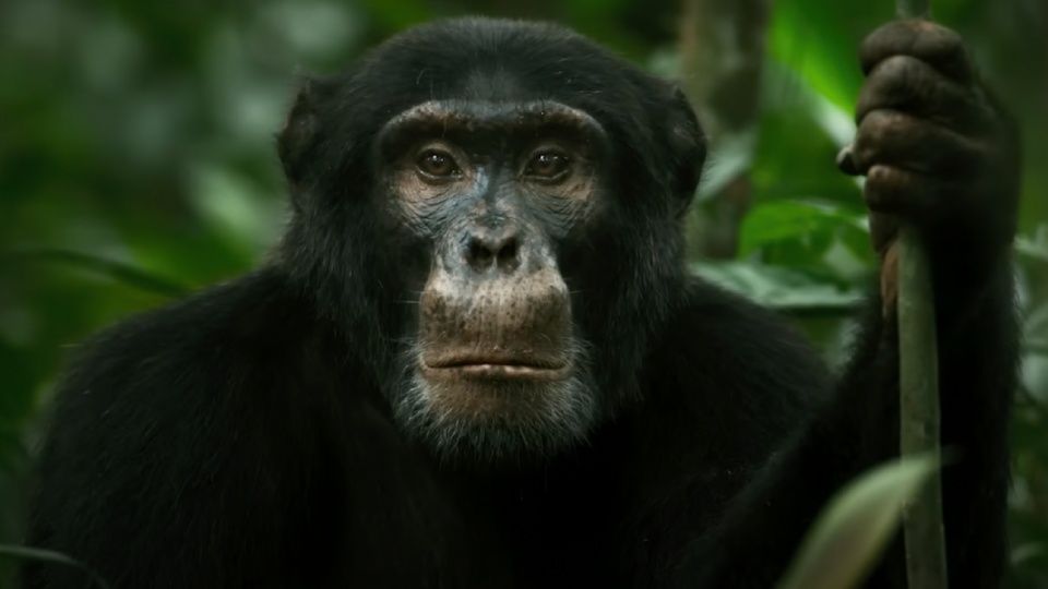 Chimp Empire Tráiler VO - Vídeo El imperio de los chimpancés ...